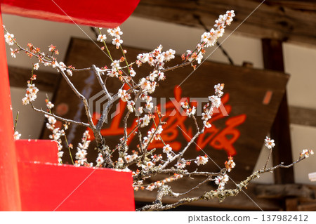 Cherry blossoms adorn the grounds of Koshakuji Temple in Asuke. 137982412