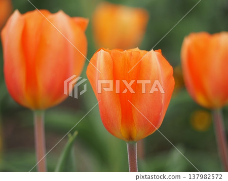 Tulip Lighting Sun 137982572