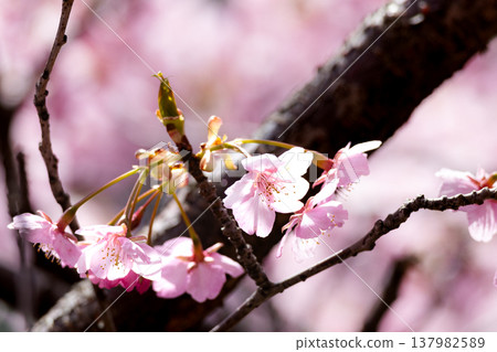 春日暖陽下，粉紅色的河津櫻花靜靜綻放。 137982589
