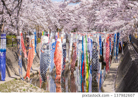A carp streamer swimming in the spring breeze A carp streamer swimming in the spring breeze 137982607