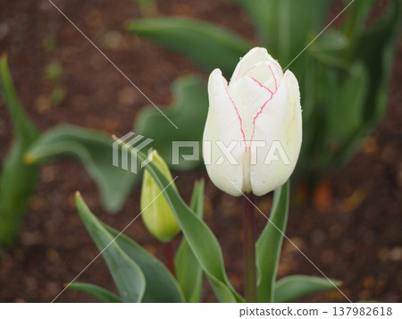 Niigata Prefecture-grown tulip, Sakura Koyuki Niigata Prefecture-grown tulip, Sakura Koyuki 137982618