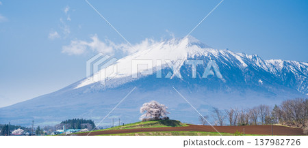 [岩手縣] 岩手山與八幡平市玉內的一株櫻花 137982726