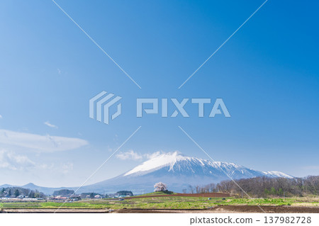 [Iwate Prefecture] Mt. Iwate and the single cherry tree at Tamenai, Hachimantai City 137982728