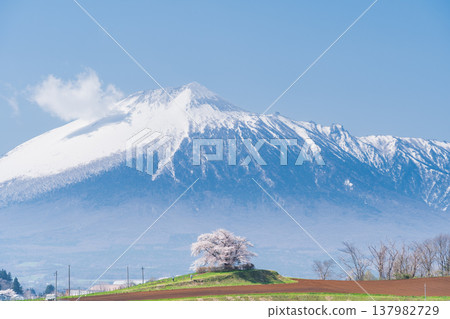 [Iwate Prefecture] Mt. Iwate and the single cherry tree at Tamenai, Hachimantai City 137982729