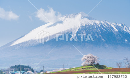 [Iwate Prefecture] Mt. Iwate and the single cherry tree at Tamenai, Hachimantai City 137982730