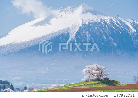 [岩手縣] 岩手山與八幡平市玉內的一株櫻花 137982731