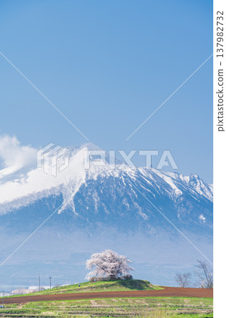 [Iwate Prefecture] Mt. Iwate and the single cherry tree at Tamenai, Hachimantai City 137982732