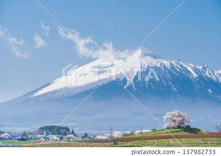 [岩手縣] 岩手山與八幡平市玉內的一株櫻花 137982733