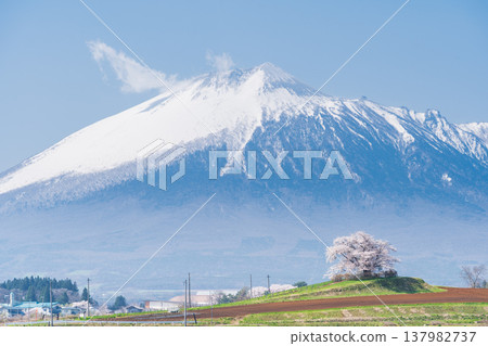 [Iwate Prefecture] Mt. Iwate and the single cherry tree at Tamenai, Hachimantai City 137982737