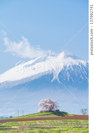 [岩手縣] 岩手山與八幡平市玉內的一株櫻花 137982741