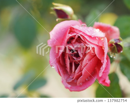 雨天的玫瑰園：粉紅玫瑰，葵 137982754