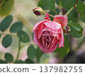 A rose garden on a rainy day: Pink roses, Aoi 137982755