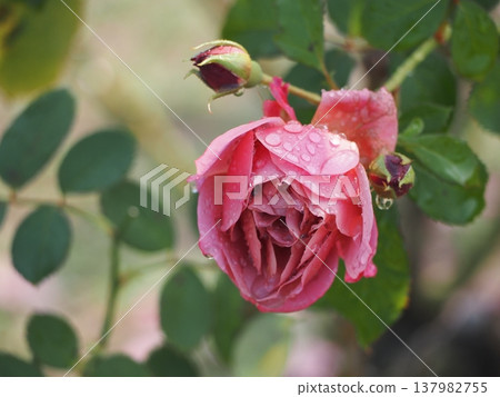雨天的玫瑰園：粉紅玫瑰，葵 137982755