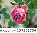 A rose garden on a rainy day: Pink roses, Aoi 137982756