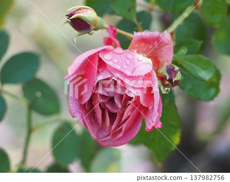 雨天的玫瑰園：粉紅玫瑰，葵 137982756