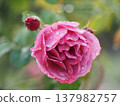 A rose garden on a rainy day: Pink roses, Aoi 137982757