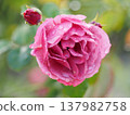 A rose garden on a rainy day: Pink roses, Aoi 137982758