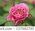 A rose garden on a rainy day: Pink roses, Aoi 137982795