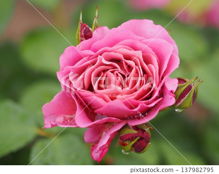A rose garden on a rainy day: Pink roses, Aoi 137982795