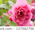 A rose garden on a rainy day: Pink roses, Aoi 137982796