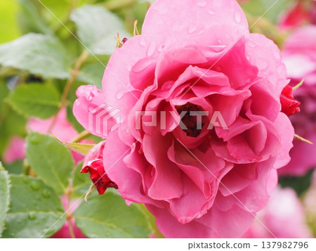 A rose garden on a rainy day: Pink roses, Aoi 137982796