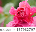 A rose garden on a rainy day: Pink roses, Aoi 137982797