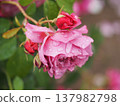 A rose garden on a rainy day: Pink roses, Aoi 137982798