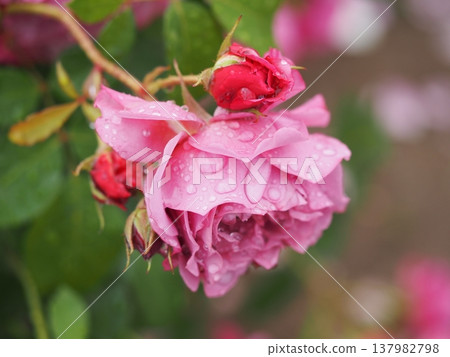 A rose garden on a rainy day: Pink roses, Aoi 137982798