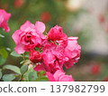 A rose garden on a rainy day: Pink roses, Aoi 137982799