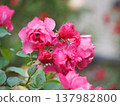 A rose garden on a rainy day: Pink roses, Aoi 137982800
