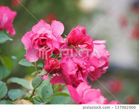 A rose garden on a rainy day: Pink roses, Aoi 137982800