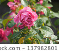 A rose garden on a rainy day: Pink roses, Aoi 137982801