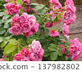 A rose garden on a rainy day: Pink roses, Aoi 137982802