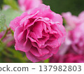 A rose garden on a rainy day: Pink roses, Aoi 137982803