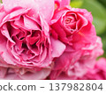 A rose garden on a rainy day: Pink roses, Aoi 137982804