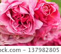 A rose garden on a rainy day: Pink roses, Aoi 137982805