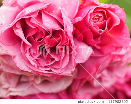 A rose garden on a rainy day: Pink roses, Aoi 137982805