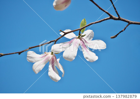 白玉蘭kobus花（春天，三月） 137982879