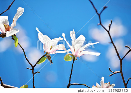 白玉蘭kobus花(春天,三月) 白玉蘭kobus花(春天,三月) 137982880