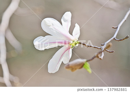 白玉蘭kobus花(春天,三月) 白玉蘭kobus花(春天,三月) 137982881