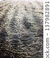 Tabby cat's fur 137982891