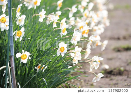 Daffodil flowers Daffodil flowers 137982900