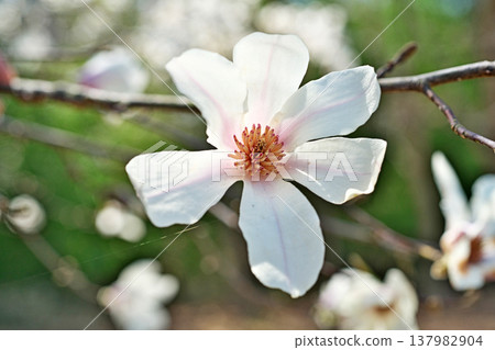 白玉蘭kobus花(春天,三月) 白玉蘭kobus花(春天,三月) 137982904
