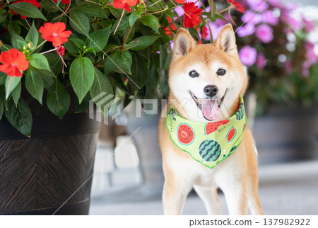 帶有花卉背景的柴犬 - 可愛的柴犬 - 柴犬茜 帶有花卉背景的柴犬 - 可愛的柴犬 - 柴犬茜 137982922