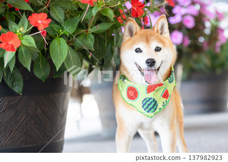 Shiba Inu with a floral background - Cute Shiba Inu - Shiba Inu Akane Shiba Inu with a floral background - Cute Shiba Inu - Shiba Inu Akane 137982923