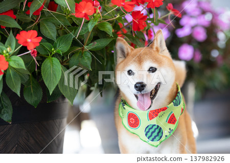 帶有花卉背景的柴犬 - 可愛的柴犬 - 柴犬茜 帶有花卉背景的柴犬 - 可愛的柴犬 - 柴犬茜 137982926