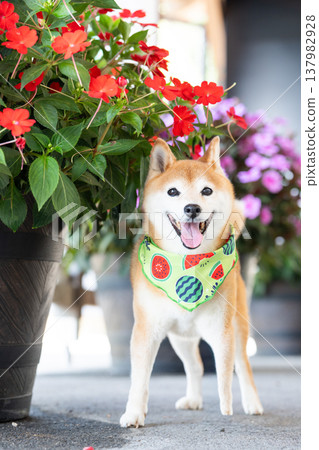 帶有花卉背景的柴犬 - 可愛的柴犬 - 柴犬茜 帶有花卉背景的柴犬 - 可愛的柴犬 - 柴犬茜 137982928
