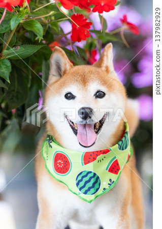 帶有花卉背景的柴犬 - 可愛的柴犬 - 柴犬茜 帶有花卉背景的柴犬 - 可愛的柴犬 - 柴犬茜 137982929