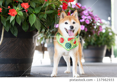 帶有花卉背景的柴犬 - 可愛的柴犬 - 柴犬茜 帶有花卉背景的柴犬 - 可愛的柴犬 - 柴犬茜 137982933