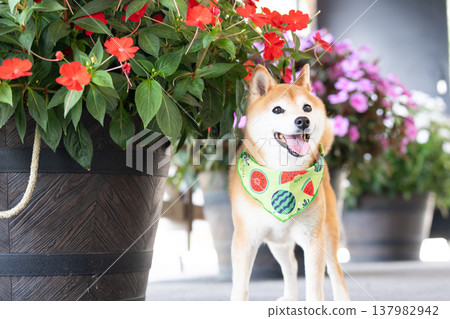 Shiba Inu with a floral background - Cute Shiba Inu - Shiba Inu Akane 137982942